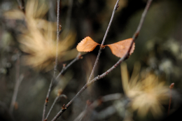 Leaf Wings